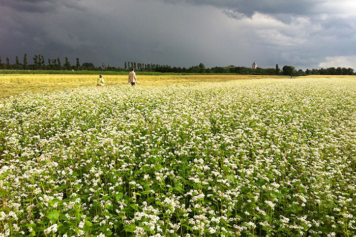 netherlands-haarzuilens-estate-flower-fields