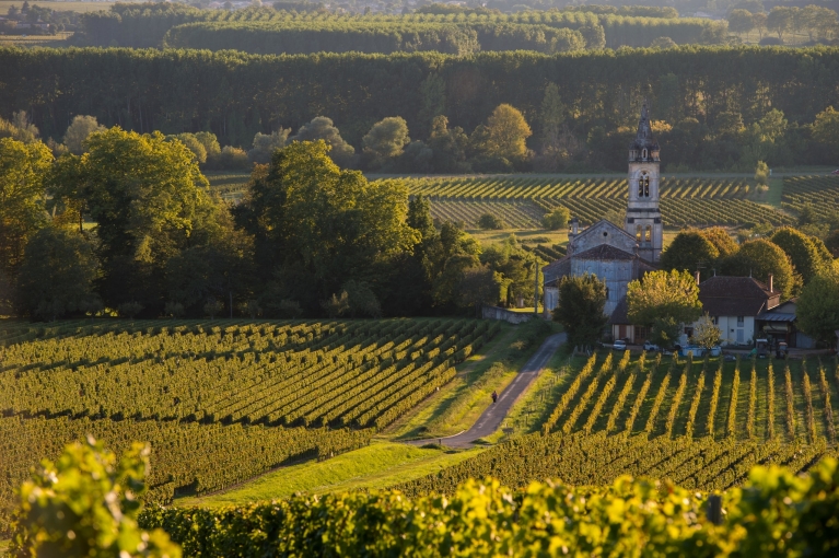 Vineyards in the Bordeaux region